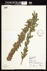 Lespedeza capitata image