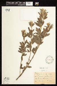 Lespedeza capitata image