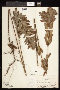 Lespedeza capitata image