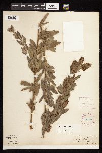 Lespedeza capitata image