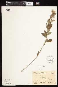 Lespedeza capitata image