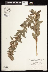 Lespedeza capitata image