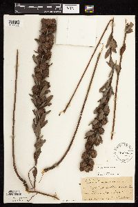 Lespedeza capitata image