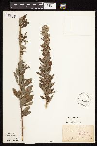 Lespedeza capitata image