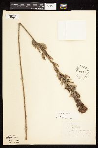 Lespedeza capitata image