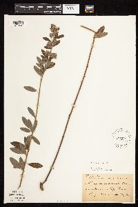 Lespedeza capitata image