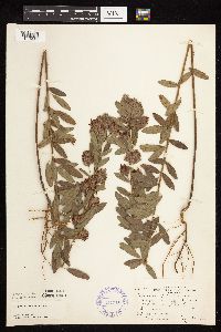 Lespedeza capitata image