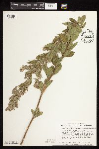 Thumbnail image of current specimen