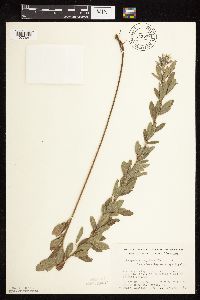 Thumbnail image of current specimen