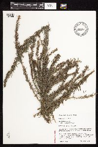 Thumbnail image of current specimen