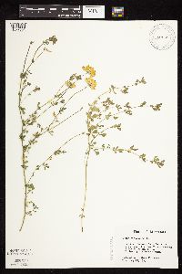 Lotus corniculatus image