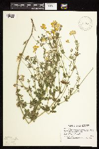 Lotus corniculatus image