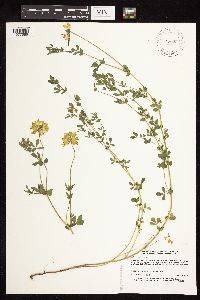 Lotus corniculatus image
