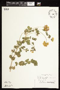 Lotus corniculatus image