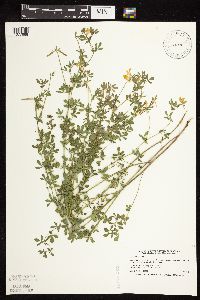 Lotus corniculatus image