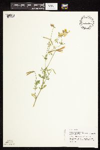 Lotus corniculatus image
