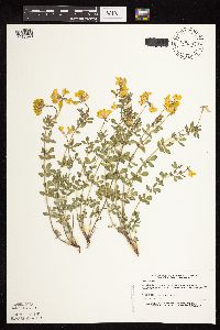 Lotus corniculatus image