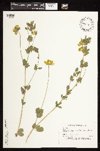 Lotus corniculatus image