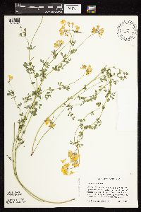 Lotus corniculatus image