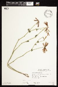 Lotus corniculatus image