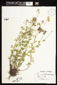 Lotus corniculatus image