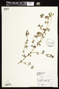 Lotus corniculatus image