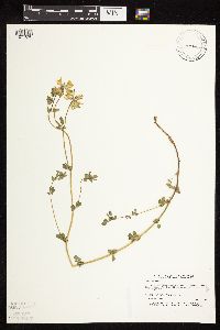 Lotus corniculatus image