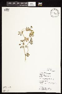 Lotus corniculatus image