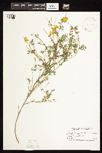 Lotus corniculatus image