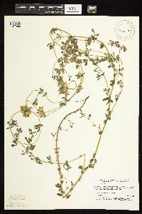 Lotus corniculatus image