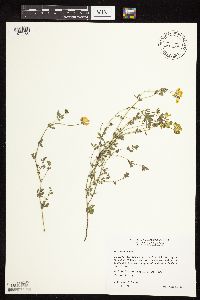 Lotus corniculatus image