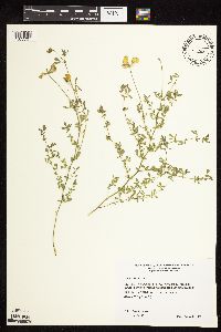 Lotus corniculatus image