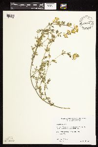 Lotus corniculatus image