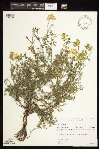 Lotus corniculatus image