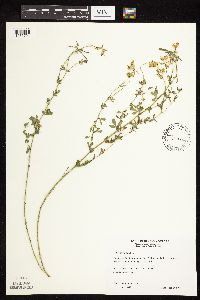 Lotus corniculatus image