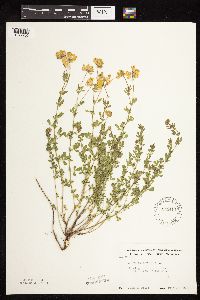 Lotus corniculatus image