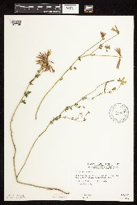 Lotus corniculatus image