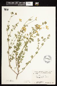 Lotus corniculatus image