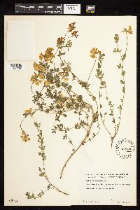 Lotus corniculatus image