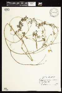 Lotus corniculatus image