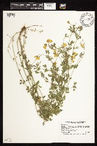 Lotus corniculatus image