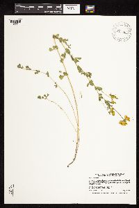 Lotus corniculatus image