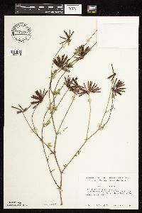 Lotus corniculatus image