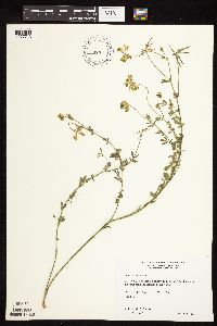 Lotus corniculatus image