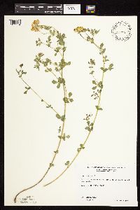 Lotus corniculatus image