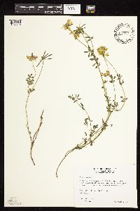 Lotus corniculatus image