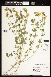 Lotus corniculatus image