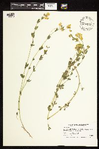 Lotus corniculatus image