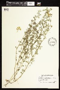 Lotus corniculatus image