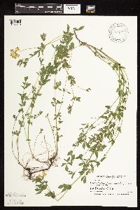 Lotus corniculatus image